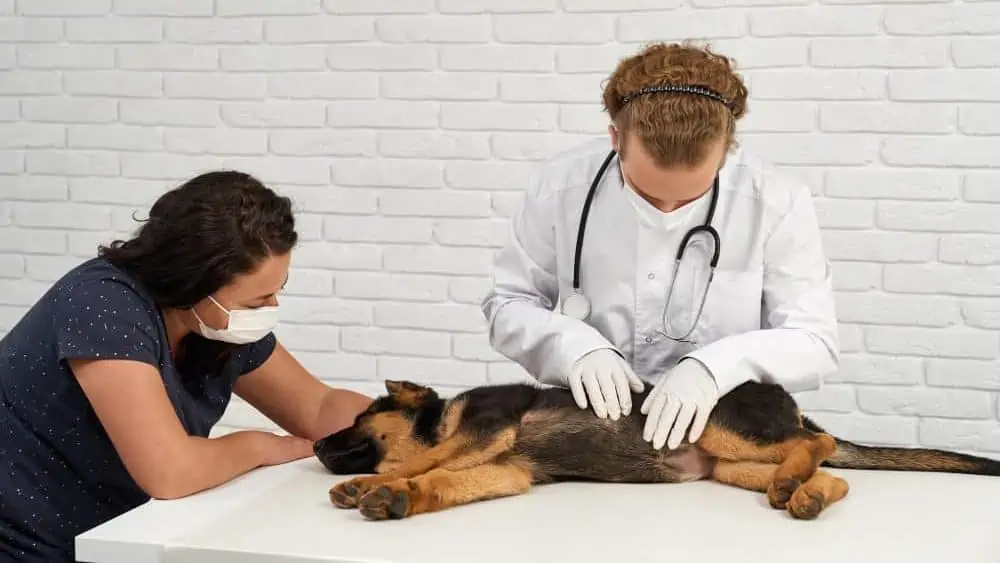 Hund beim Tierarzt auf dem Tisch