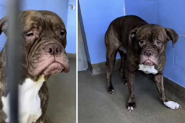 Der Pitbull war jeden Tag traurig. Dann wurde er adoptiert und fand endlich ein glückliches Zuhause. © Screenshot Facebook/Orange County Animal Services