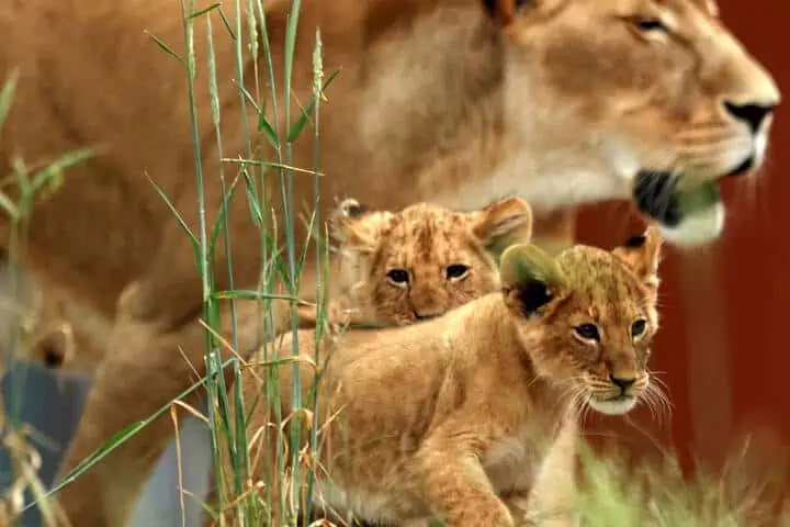 Letztes Jahr kamen im August fünf Löwenjunge auf die Welt, zwei davon sind in diesem Foto zu sehen.  © Brendon THORNE / AFP
