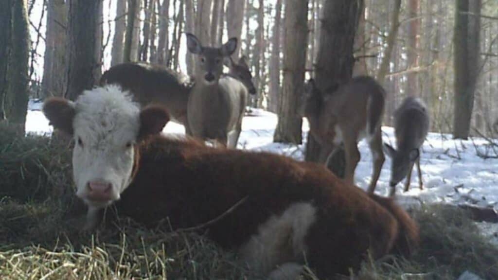 Kalb Bonnie entwischt dem Schlachthaus und schließt sich einer Herde von Rehe an. © Facebook (Farm Sanctuary)
