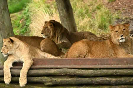 Der Zoo beherbergt momentan sieben Löwen. © Saeed KHAN / AFP