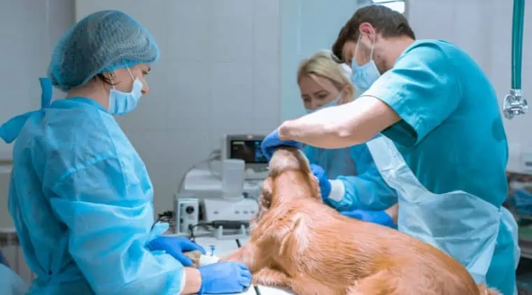 Anämie Hund einschläfern