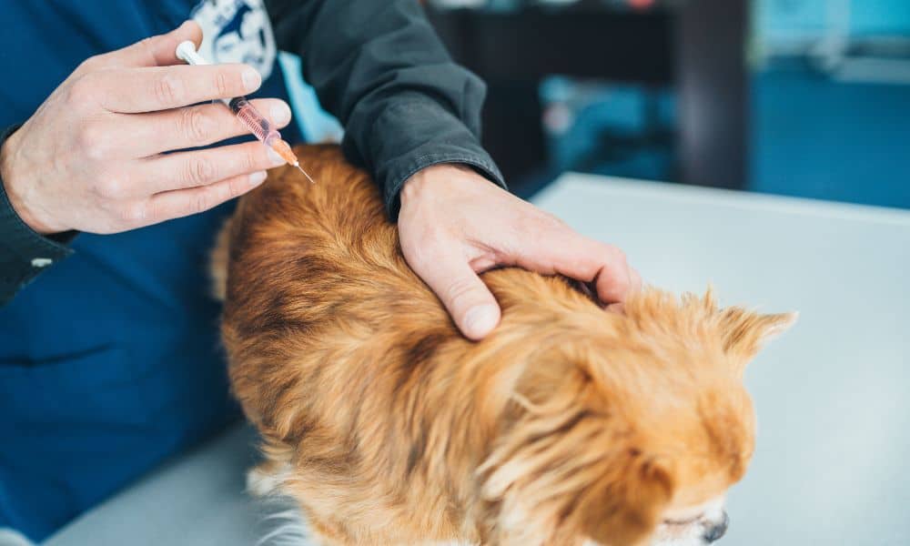 Arzt spritzt Hund gegen Autoimmunerkrankung