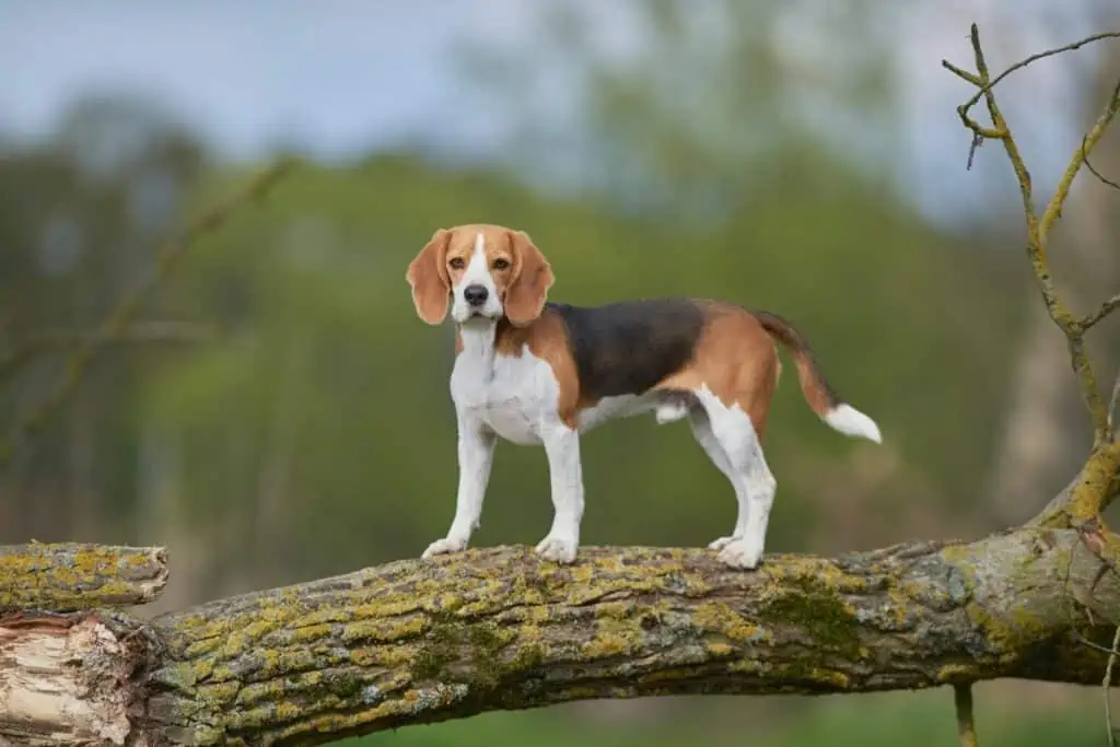 5 Gründe, warum du keinen Beagle kaufen solltest