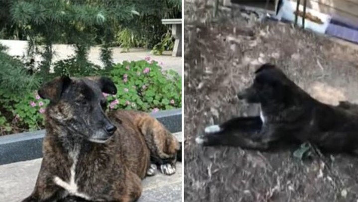 Beeindruckende Treue Ausgesetzter Hund wartet 3 Jahre lang vor Wohnhaus auf seinen Besitzer