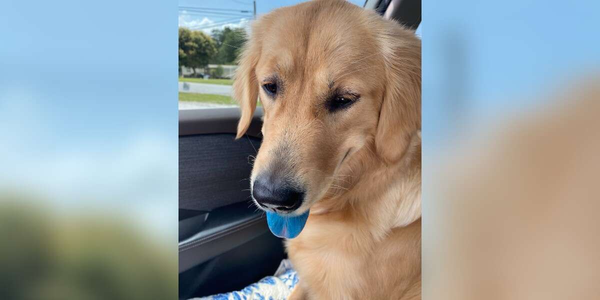 Frau lässt Hund kurz allein als sie dann seine Zunge sieht, trifft