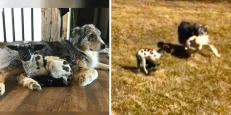 australian-shepherd-holte-kleines-lamm-zurueck-ins-leben-er-zeigte-ihm-wie-man-spielt