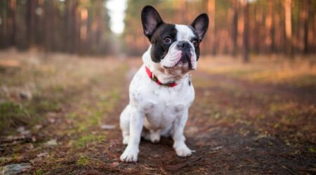 Französische Bulldogge negative Eigenschaften