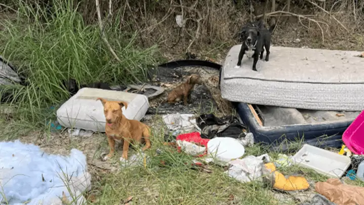 Frau findet durch Zufall zwei Hunde in Abfallhaufen, die sich hinterher als komplette Hundefamilie herausstellen, ausgesetzt im Müll!