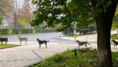 Gefährliche Arbeit für Tierschützer in der Ukraine führt zu unerwarteten, Tränen rührenden Momenten