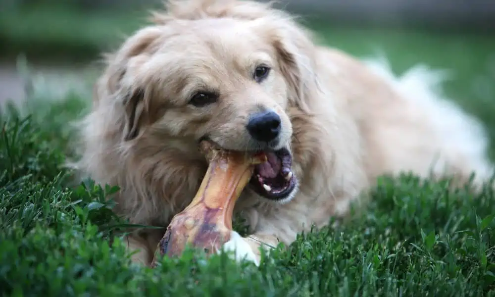 Hund isst Schinkenknochen