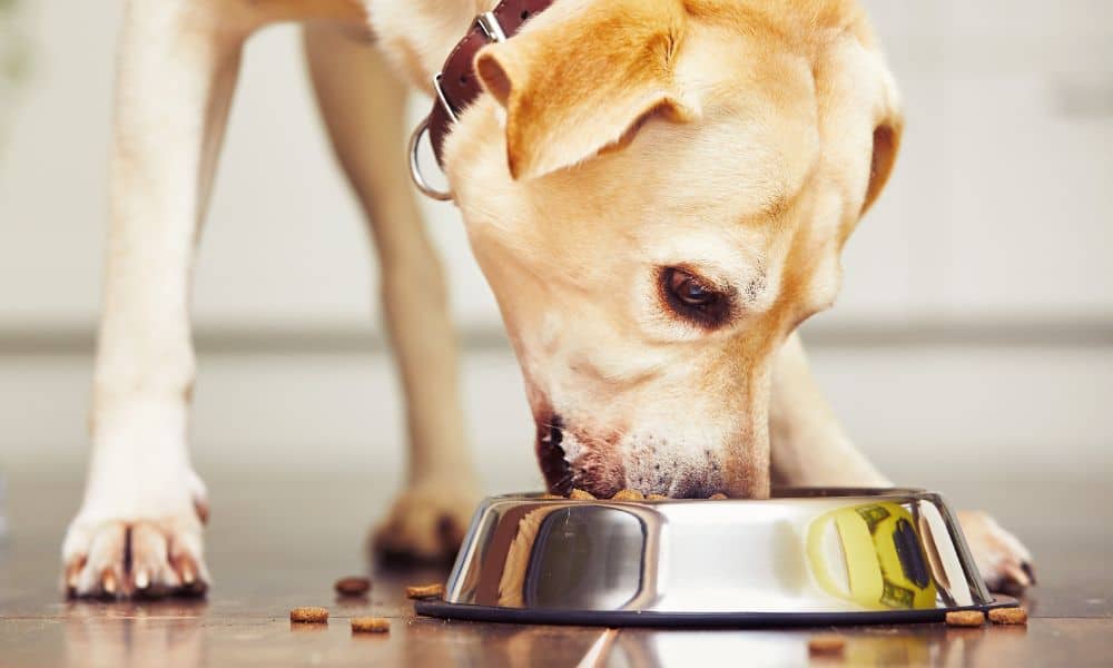 5 Tricks, wie Du Deinem Hund eine Tablette geben kannst