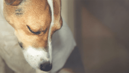 In Studie nachgewiesen Hunde sind traurig, wenn Artgenossen sterben