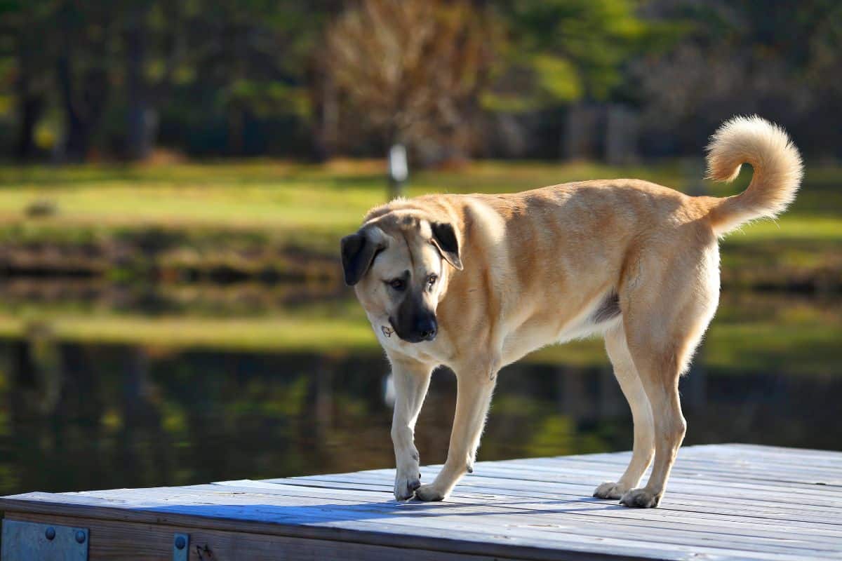 Welcher Hund Hat Die Stärkste Beißkraft Diese 7 Hunderassen haben die stärkste Beißkraft (mit Bildern)