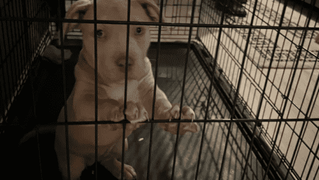 Polizei illegales Zucht-Netzwerk zerschlagen American Bulldogs wurden in engen Käfigen gehalten