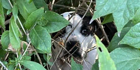 Aufmerksamer Spaziergänger entdeckt einen jungen Hund, versteckt im Unterholz und rettet sein Leben durch den Anruf bei der Tierrettung