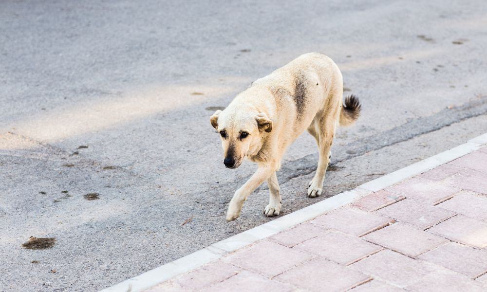 Rumänischer Straßenhund (1)