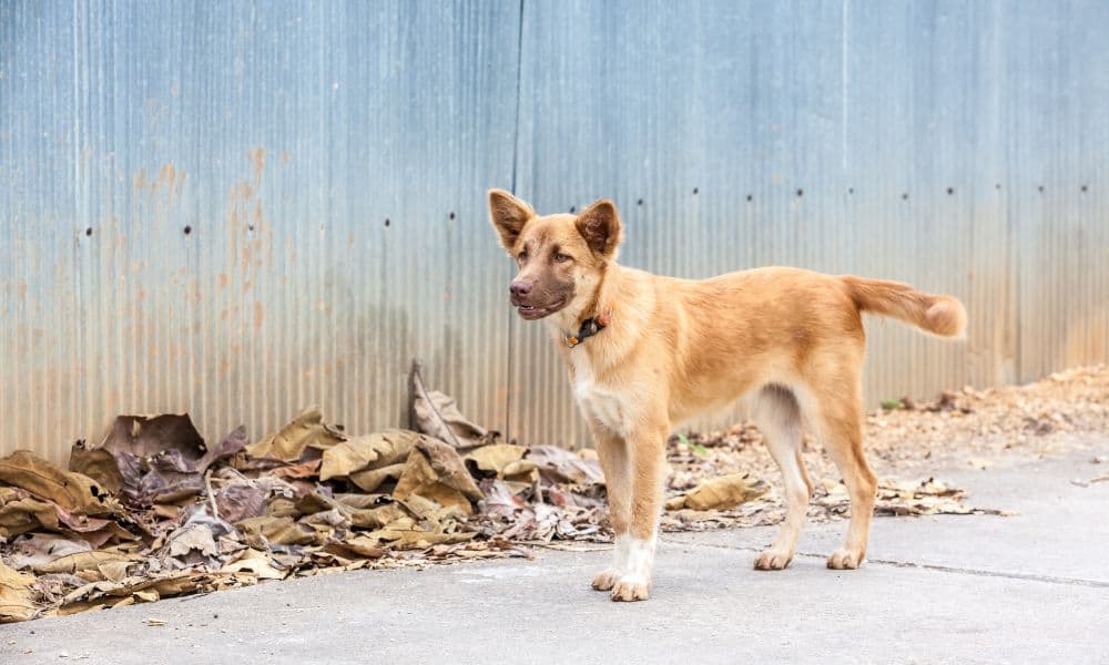 Rumänischer Straßenhund auf der straße