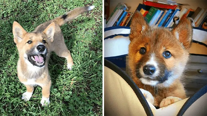 Sensationeller Fund – seltener Dingo für streunenden Welpen gehalten