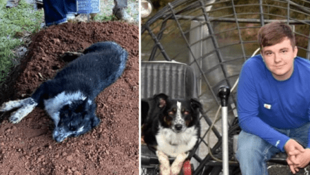 Trauernder Hund bleibt auf dem Grab seines getöteten Besitzers liegen
