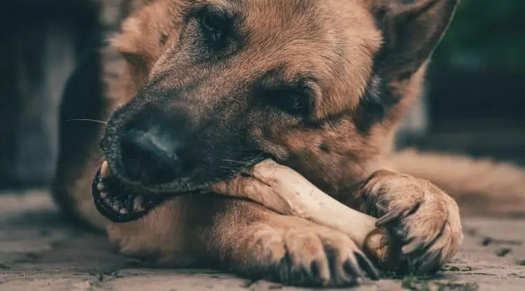 Welche Knochen für Hunde vom Metzger