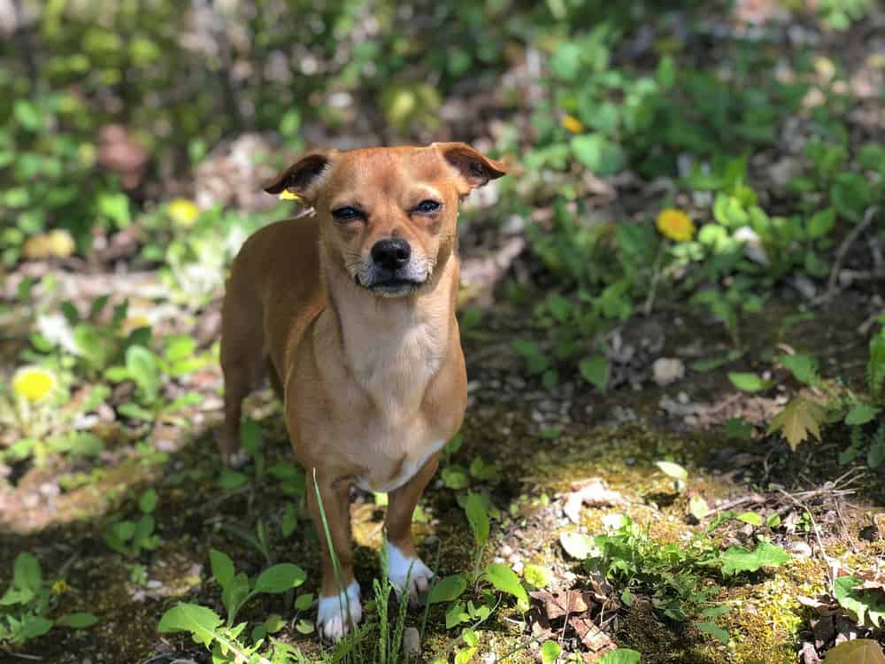 chihuahua-dackel-mischling-mix