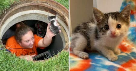 Unglaubliche Rettungsaktion: Katzen-Baby über 40 Stunden im Abwasserkanal gefangen