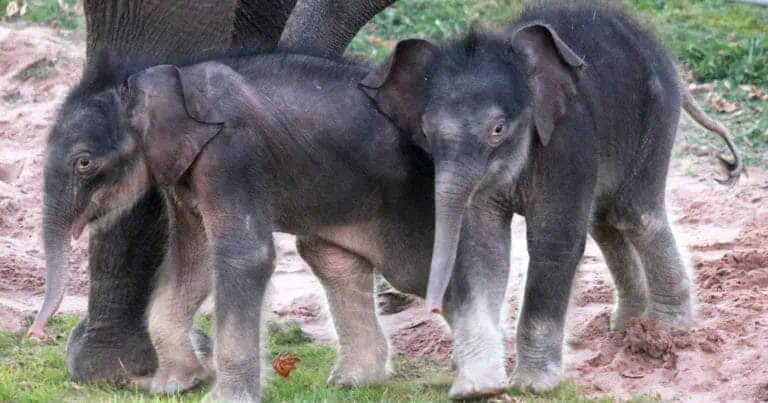 Zwillingsgeburt im Zoo: Vom Aussterben bedrohte Elefantenart sorgt für Sensation
