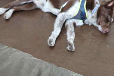 Hund aus dem Tierheim rettet seinem Frauchen das Leben - nur wenige Tage nachdem sie ihn aufnahm