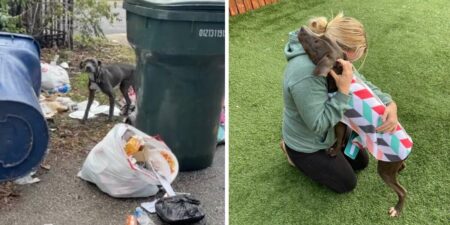 Abgemagerter Hund im Müllhaufen gefunden - Er kann nicht aufhören, mit seinen Rettern zu kuscheln