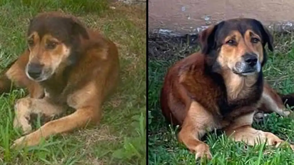 Treuer Hund wartet 2 Wochen vor seinem Haus - er wurde einfach in Einsamkeit zurückgelassen