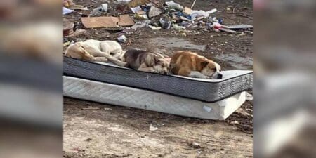 3 Hunde aus Müllhalde gerettet: 1 Jahr später treffen sie sich wieder für ein emotionales Foto