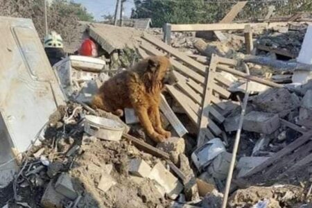 Unfassbar traurig: Erst verlor Hund Krim im Ukraine-Krieg seine Familie - nun ist er auch tot