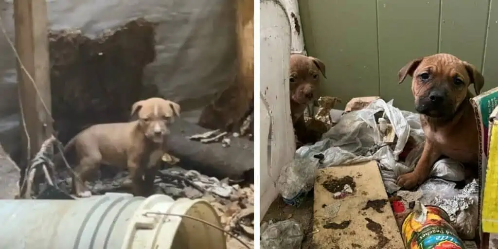 Hundemama entkommt der Rettung ihrer drei Welpen - ergreifend ist, warum sie Rettung verweigert