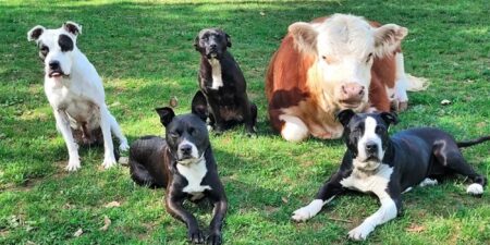 Herzerwärmende Bilder: Liebevolle Freundschaft zwischen Hunden und Kühen begeistert das Internet