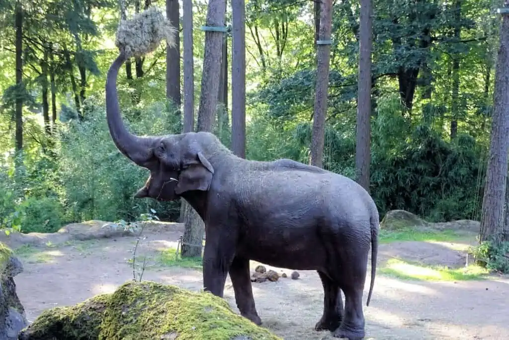 https://www.deine-tierwelt.de/magazin/niedliches-video-elefant-gibt-kind-seinen-schuh-wieder/