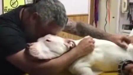 Hund wird eingeschläfert: Herrchen bricht weinend zusammen - ergreifendes Video geht viral
