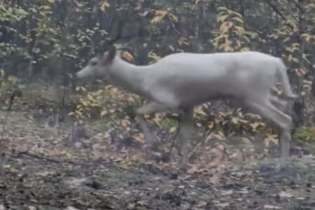 Mysteriöse Aufnahmen: Weiße Kreatur im Wald von Polen entdeckt - Biologen klären auf