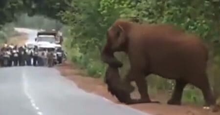 Elefantenherde trauert um ihr Baby