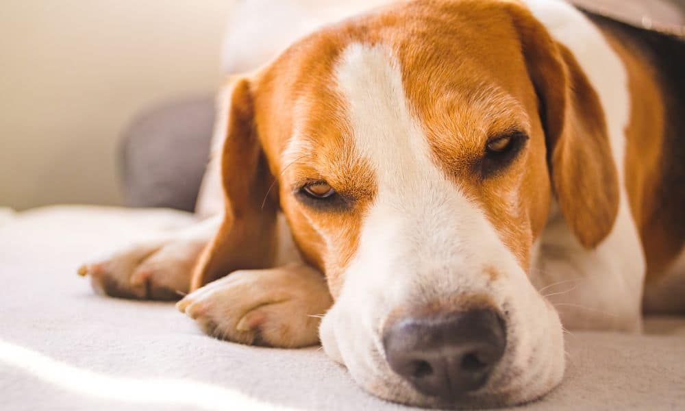 Hund zuckt im Schlaf - Das sind die häufigsten Ursachen