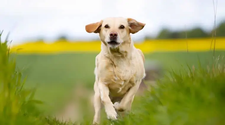 labrador auslauf (1)