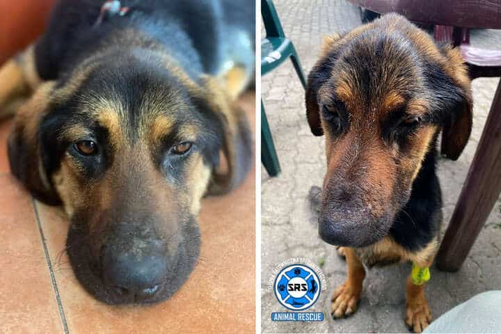 Hund "Borys" ist nach einigen Tagen, in denen er aufgepäppelt wurde, schon etwas mehr bei Kräften. © Screenshot Facebook/SRS - Animal Rescue Poland (2)