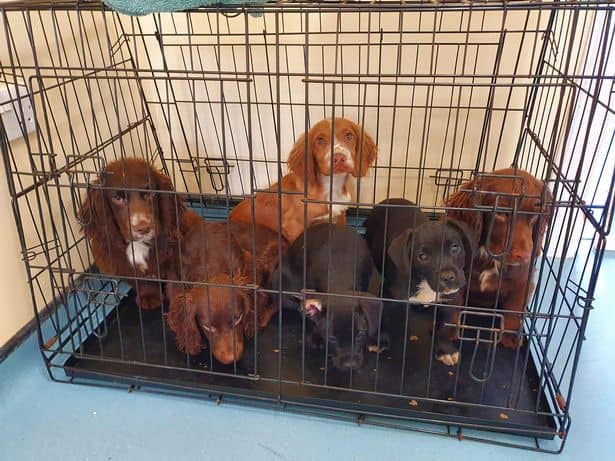 The four cocker spaniels and two terrier crossbreed puppies (Chester seen third from left) were found on a grass verge