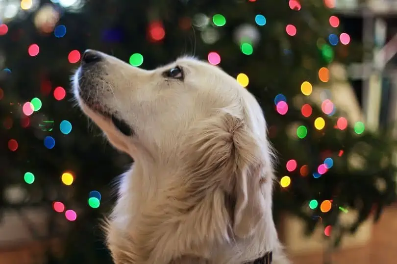Common Christmas foods can cause serious health problems for cats and dogs (Image: Pexels)