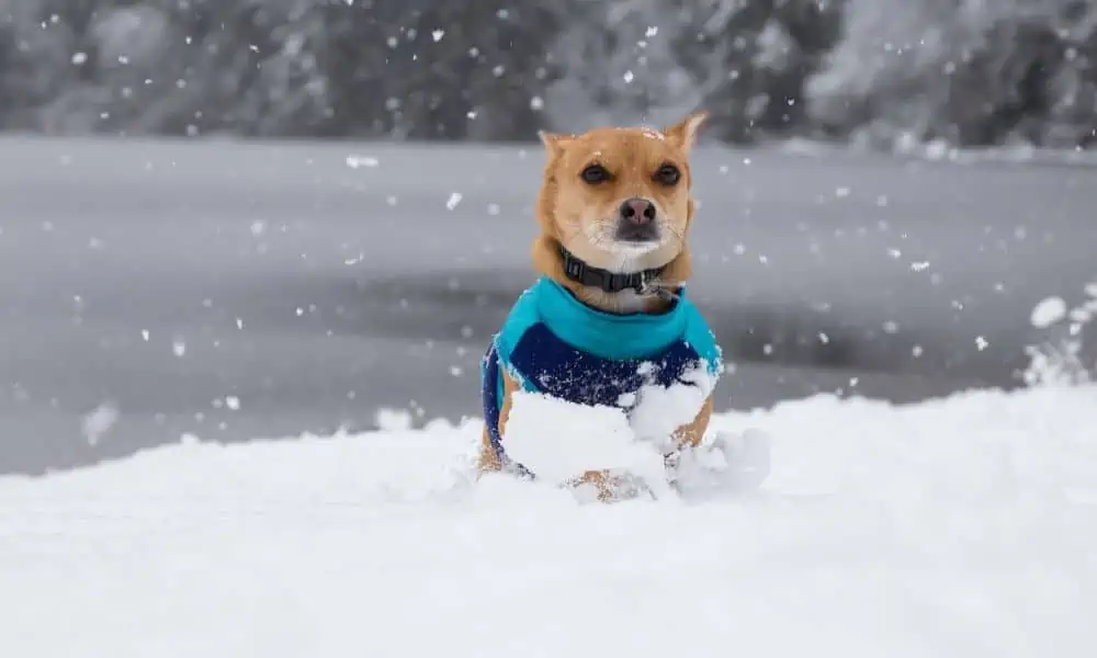 Mit diesen 7 Tipps schützt du die Pfoten von deinem Hund vor Schnee, Eis und Streusalz