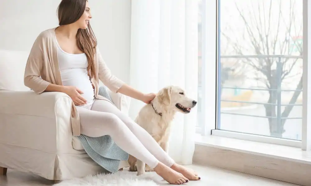 Wie verhält sich ein Hund, wenn Frauchen schwanger ist?