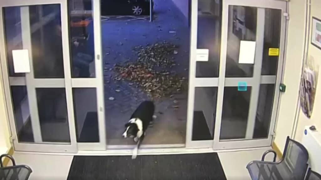 Dog Rosie enters Leicestershire Police Station. © Facebook (Leicestershire Police)
