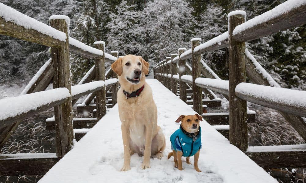 Mit diesen 7 Tipps schützt du die Pfoten von deinem Hund vor Schnee, Eis und Streusalz