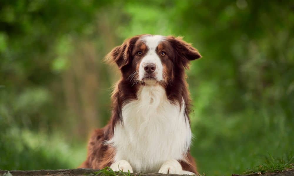 5 Hunderassen Die Perfekt F r Agility Geeignet Sind Mit Bildern 5 Hunderassen Die Perfekt F r Agility Geeignet Sind Mit Bildern