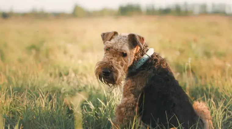 Airedale Terrier im Portrait